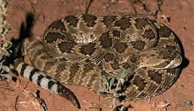 Crotalus scutulatus - Mohave Rattlesnake