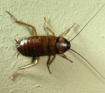 AMERICAN COCKROACH