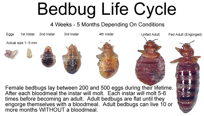 mild bed bug infestation