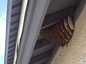 Bees under eave