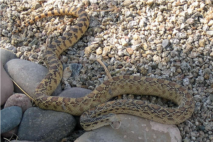 Pituophis catenifer affinis - Sonoran Gopher Snake or Bull Snake