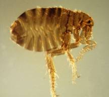 Human Flea (click for article)