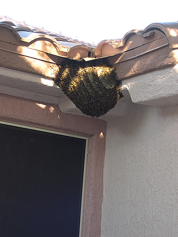 1 Bee Hive on the eve of a house in Sun City Grand.jpg