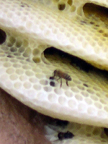 9 Honeycomb up close.jpg