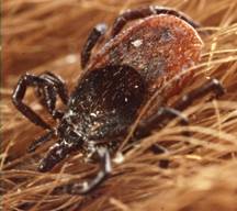 Sheep Tick (click for article)