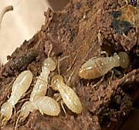 Live termites