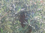 Bee swarm in north Peoria, Arizona.