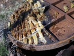 Roaches in a sewer manhole eating the honey in beehive the day after the bees were killed.