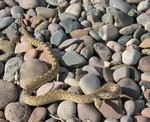 Bull snake. We can help with snakes