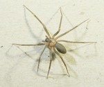Brown Recluse Spider. Note the violin on it is head.