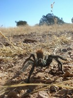 This guy was at the ranch up by Heber, Arizona.