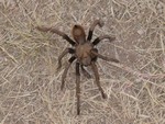 Tarantula. We have a few types in Arizona. This one was in the desert just north of Oracle, Arizona.
