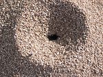 For more info on ants, click the link "Ants" at the top of this section ...