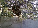 A small swarm in Glendale, AZ. It's about the size of a softball (3 x 4 in.).