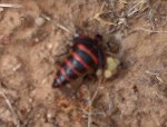 Black & Red Striped Beetle