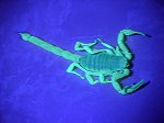 Large Hairy Scorpion under UV light. Although big, its venom is not very potent ... more like a bee sting.