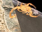 The Bark Scorpion - This is the one to look out for.